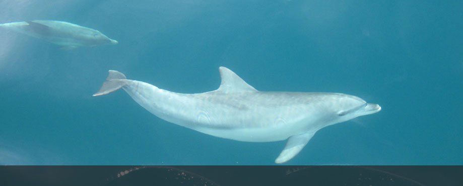Conservation and evolutionary genetics of whales and dolphins